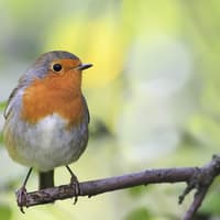 Jackie McGregor: Hello from heaven: A cheeky little visitor brings a lesson in love