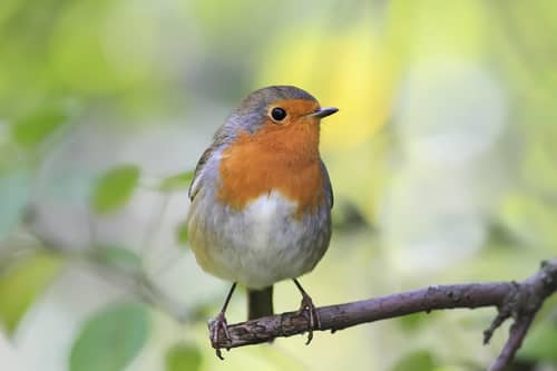 Folklore has long regarded robins as messengers, bridging the gap between this world and the next