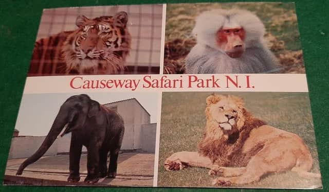 The popular postcard as a sovereign from the Causeway Safari Park