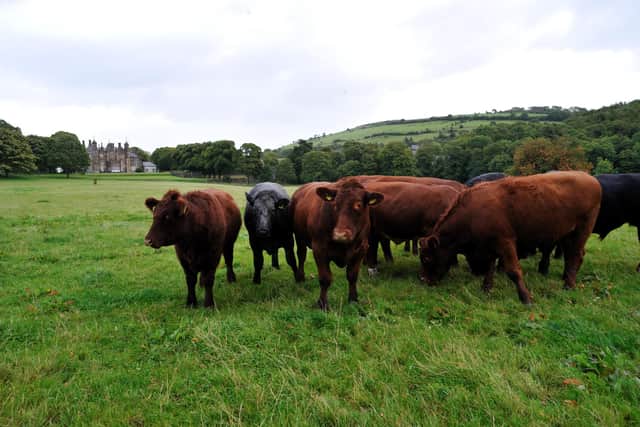 Glenarm Shorthorn cattle grazing on the clover-rich pastures within sight of the historic castle in Co Antrim
