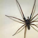 This 'giant' spider was reported to have invaded a householders lounge and measured at least 8cm from tip to tip.
