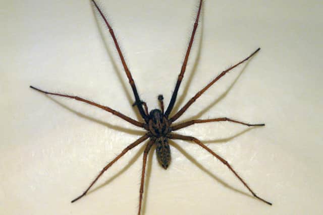 This 'giant' spider was reported to have invaded a householders lounge and measured at least 8cm from tip to tip.