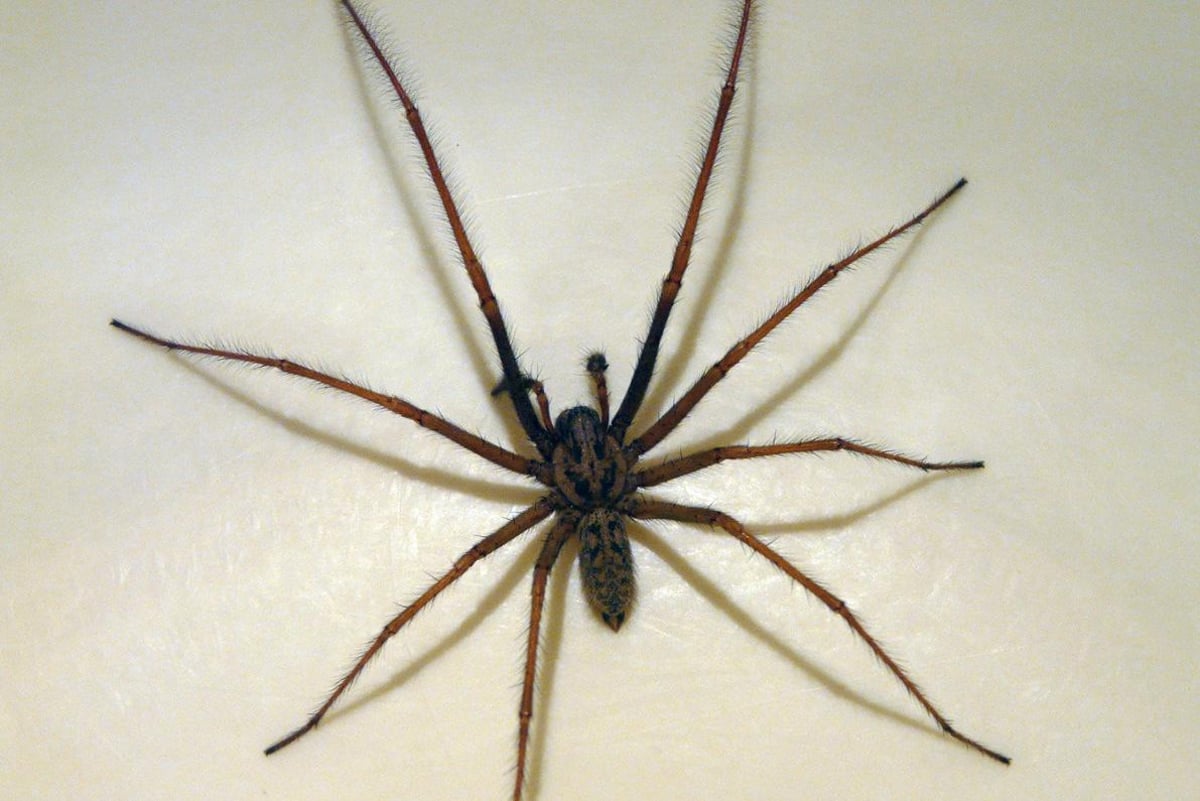 How to stop spiders invading your home - including venomous False Widows