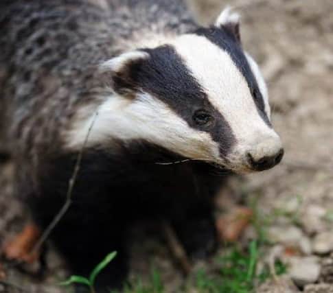 A proposed badger cull in Northern Ireland has been paused.