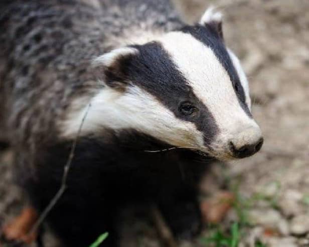 A proposed badger cull in Northern Ireland has been paused.
