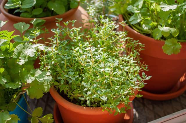 A variety of herbs in pots.