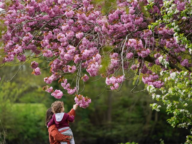 Ioana and her son Luca interact with a flowering cherry blossom tree in St Nicholas' Park, Warwick. Picture date: Friday April 12, 2024. PA Photo. Photo credit should read: Jacob King/PA Wire