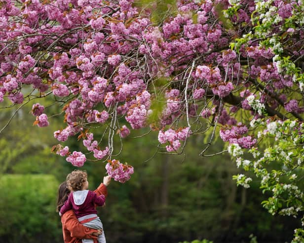 Ioana and her son Luca interact with a flowering cherry blossom tree in St Nicholas' Park, Warwick. Picture date: Friday April 12, 2024. PA Photo. Photo credit should read: Jacob King/PA Wire