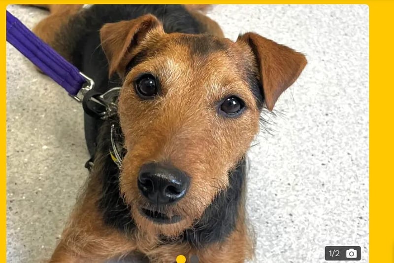 Cuan - Terrier (Lakeland) Cross - is a sweet 5-year-old Lakeland Terrier ready to start searching for his Forever Home. 

Cuan is a sensitive fellow, so he will need a specific home. He does not like traffic or meeting other dogs while out on walks, which means he will need to be exercised in quiet locations without much going on. 


Cuan also enjoys peace and quiet at home, so an environment without a lot of noise would be perfect. 

A home without any children or other pets is important for Cuan as previously mentioned, he is sensitive to noises or lots of activity around him. 

Any outdoor space should be secure and away from loud or busy roads so that Cuan can potter around the garden until his heart’s content! Cuan is very fond of people and has formed great bonds with his Carers! 

He greets people with a wagging tail and once he gets familiar with you he will happily jump up on your knee for a cuddle. He will stay there all day if he could! 


Cuan is a fantastic boy in the house and enjoys his home comforts. In his previous home he liked to sleep in the living room or bedroom, all the comfiest places!