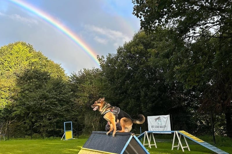 This dog is 'on top of the world' at Off Lead Agility in Donemana