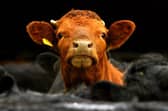 There has been a consultation on compensation rates for bovine TB cases