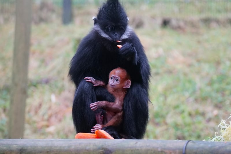 On 11 December, experienced mum Nicolene proudly showed keepers her new baby. Young François’ Langur babies are born a bright orange colour, which makes them easy to spot amongst the adults which are black in colour with a white stripe on each side of the face that runs from the corners of the mouth to the ears.  ew bundles of joy.