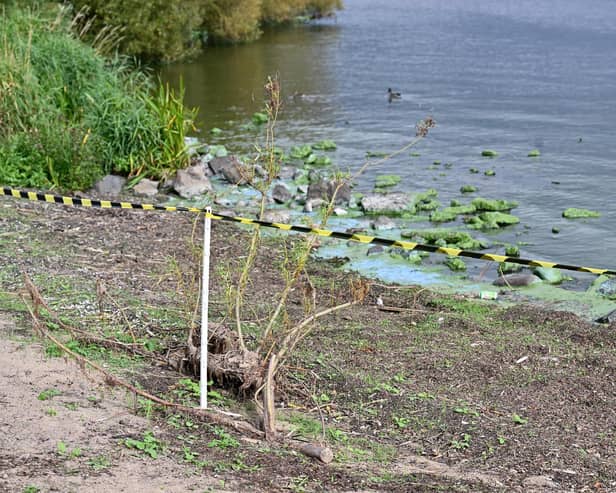 General views of green and blue algae deposits at Lough Neagh
