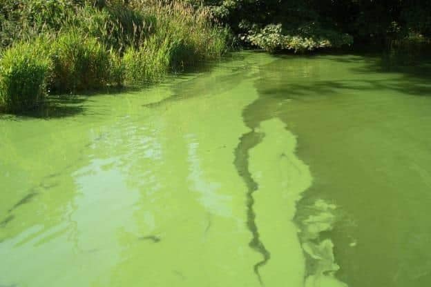 Causeway Coast and Glens Borough Council has been made aware that blue-green algae has been confirmed at Magilligan Point, beach users should not enter the water as a precautionary measure. Credit Daera