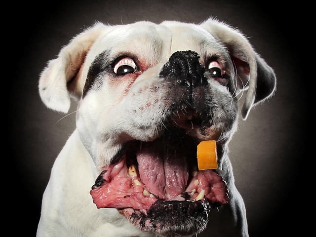Someone clearly likes their cheese.