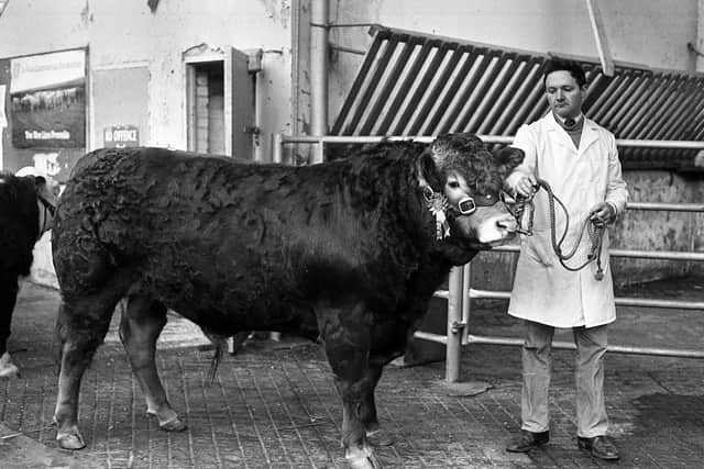 Pictured at the end of January 1983 is Herbie Crawford of Rathkeeland, Maguiresbridge, Co Fermanagh, with the choice second prize Limousin at breed show and sale held at the Automart, Portadown. Picture: Farming Life/News Letter archives