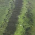 A photo of blue-green algae in Lough Neagh recently produced by the Agri-Food and Biosciences Institute.