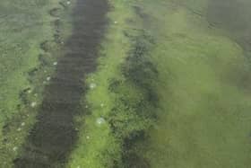 A photo of blue-green algae in Lough Neagh recently produced by the Agri-Food and Biosciences Institute.