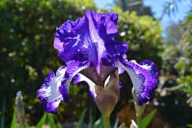 An iris.