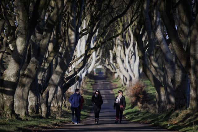 Native species like beech, seen here at Northern Ireland's world famous Dark Hedges, are currently on an EU 'high risk' register when entering Northern Ireland from Great Britain. Some species which have previously been banned are now deemed 'regulated and notifiable' - complicating the situation for organisations like the Woodland Trust who are distributing various species across the UK. Photo: Liam McBurney/PA Wire