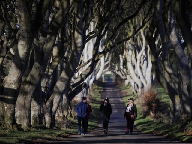 Native species like beech, seen here at Northern Ireland's world famous Dark Hedges, are currently on an EU 'high risk' register when entering Northern Ireland from Great Britain. Some species which have previously been banned are now deemed 'regulated and notifiable' - complicating the situation for organisations like the Woodland Trust who are distributing various species across the UK. Photo: Liam McBurney/PA Wire