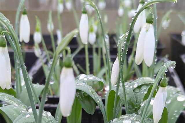 A host of snowdrops already in flower (from Dave Hardy)