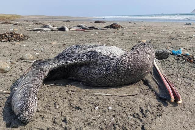 A pelican suspected to have died from H5N1 avian influenza as seen on a beach in Lima, Peru on November 24, 2022.
