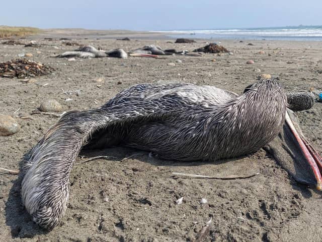 A pelican suspected to have died from H5N1 avian influenza as seen on a beach in Lima, Peru on November 24, 2022.