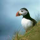 Puffin Fratercula arctica pictured on grass in Rathlin Island