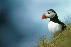 Puffin Fratercula arctica pictured on grass in Rathlin Island
