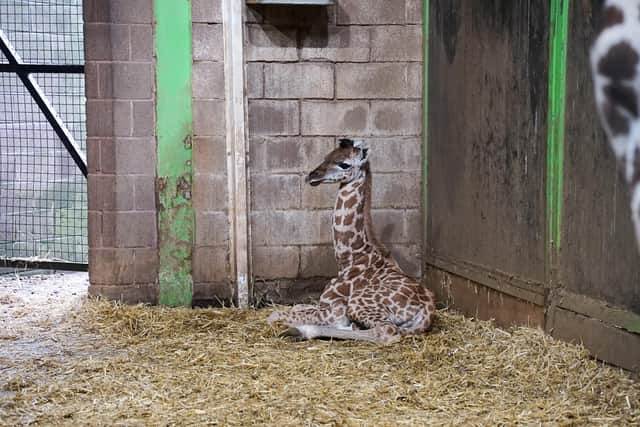 Belfast Zoo is thrilled about the arrival of a new Rothchild's Giraffe born on August 13th. Neja, an experienced mother, welcomed a beautiful baby girl into the world in the early hours of Tuesday morning.