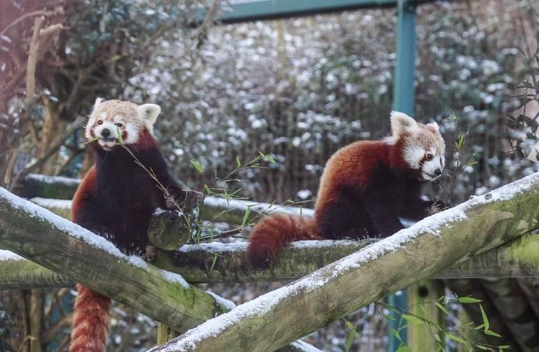 Red Panda Cub Flint (right) who was born in June of 2023, was especially brave today when experiencing his very first snow. He and mum Vixen wasted no time munching on their bamboo breakfast.