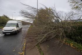 A fallen tree on the Coes Road in Dundalk, Co Louth. Heavy winds and fallen trees have been reported across the country as local authorities begin to assess the damage as Storm Debi sweeps across the island of Ireland.