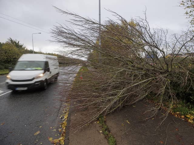 A fallen tree on the Coes Road in Dundalk, Co Louth. Heavy winds and fallen trees have been reported across the country as local authorities begin to assess the damage as Storm Debi sweeps across the island of Ireland.