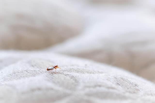 A bed bug on a mattress.