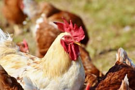 Bird flu has been found to have infected mammals for the first time in Northern Ireland, with the virus detected in two fox cubs in Portush.
