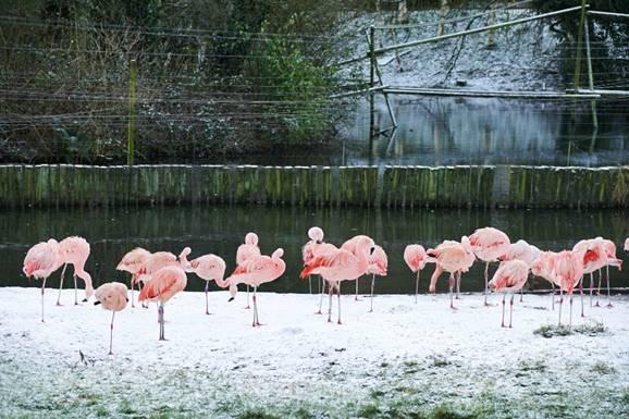 Chilean Flamingos can naturally be found at high altitudes where temperatures can drop below freezing. Standing on one leg preserves body heat.