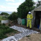A man counts dead birds during a previous outbreak of bird flu in the UK (photo: RSPB)