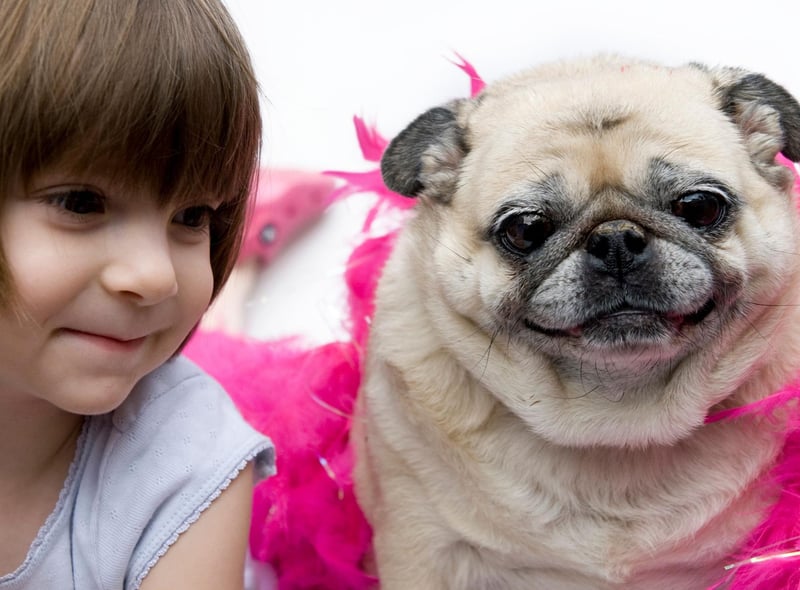 Pugs are known to have a special affinity with children and are likely to become best buddies with the youngest member of the family within a wag of a tail. They are eager to please, easy to train, and very loving.