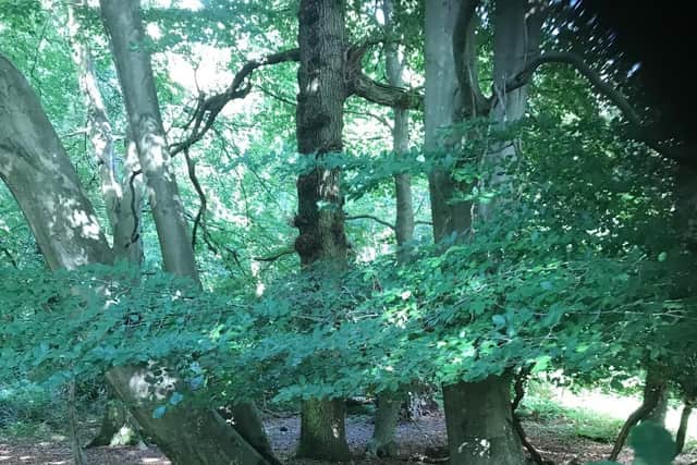 Locals feared Tullynagardy Wood's lush greenery would be lost, but have been hailed for their campaign against the housing project.