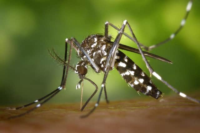 In England, the Asian tiger mosquito was recently detected and, if established, could spread into Northern Ireland in future as climates change. Elsewhere in Europe, this species is a vector of dengue and chikungunya virus.