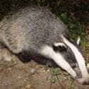 While the total proportion of badger to cattle transmission events may be small this does not imply that badgers are not playing an important role, writes Sean T Hogan