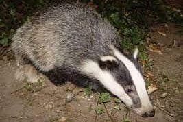 Letter: Proportion of badger to cattle TB transmission events may be small - but important