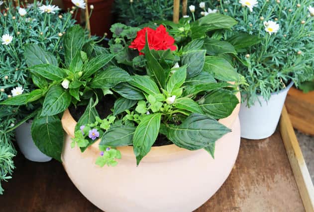 A Coronation planter with red, white and blue flowers