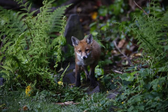 Urban fox cubs exploring the garden