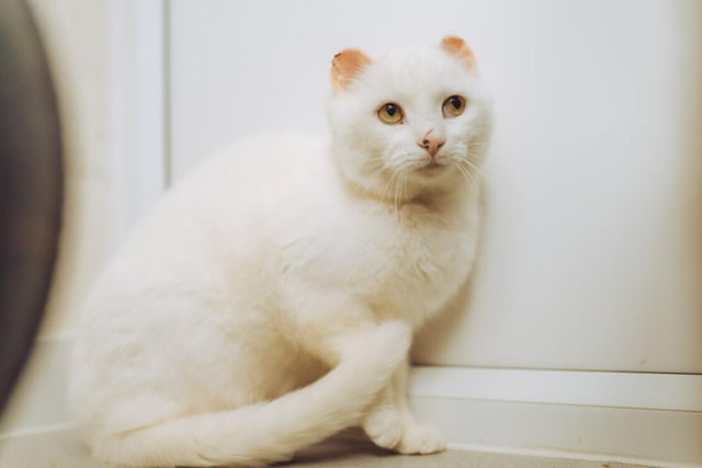 Upon entering the RSPCA's care, Snowball was a deeply frightened cat who hid from humans - while she's still shy, she is now much more outgoing than she once was and should warm up to caring owner in good time.