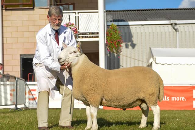 Reserve male champion by David Pittendreigh in 2014. Picture:  North Country Cheviot Sheep Society