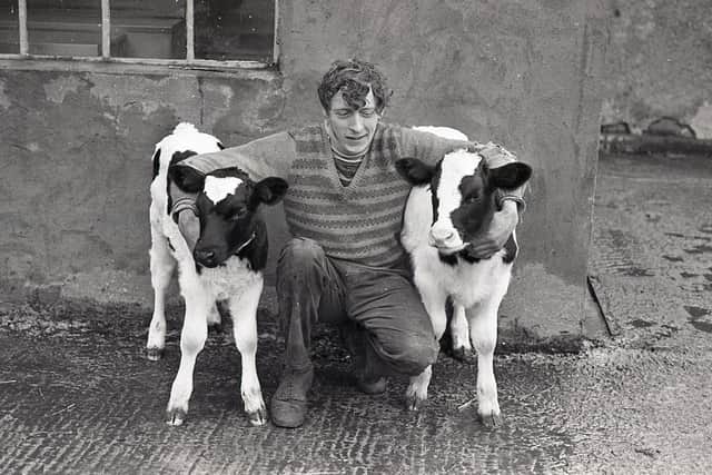Pictured in January 1981 is farmer Roy McMurray of Bullsbrook Road, Dromore, Co Down, with Friesian twin calves – his fourth set within a few months. The calves were by AI sires. Picture: Farming Life archives/Darryl Armitage