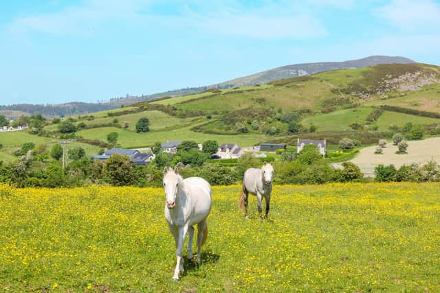 Outstanding in their field: Two horses in a buttercup-covered field in Jonesborough, Co Armagh on Wednesday. Photo: Jonathan Porter/PressEye