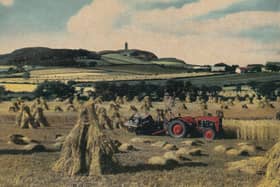 An old postcard showing tractor and binder binding corn with Scrabo Tower in the background. Picture: Darryl Armitage/News Letter archives
